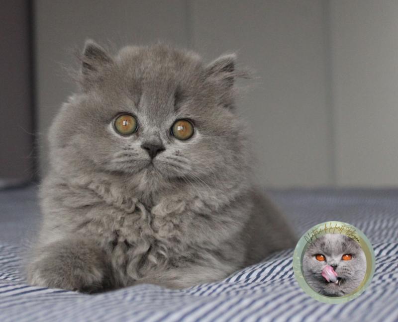 Angèle Femelle British Longhair