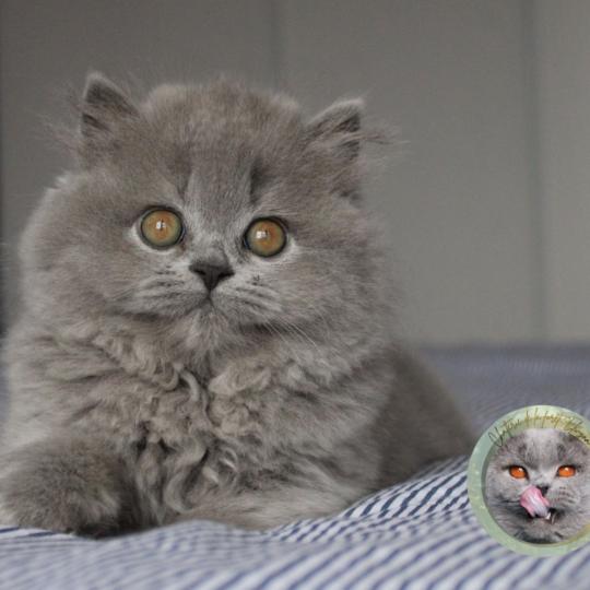 Angèle Femelle British Longhair