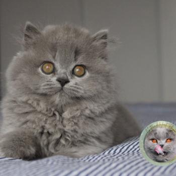 chaton British Longhair Angèle Chatterie de la forêt d'elwynn