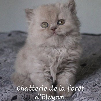 chaton British Longhair lilac Zara Chatterie de la forêt d'elwynn