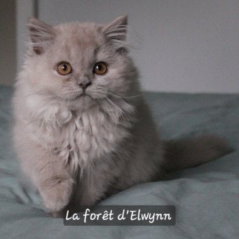 chat British Longhair lilac Zara Chatterie de la forêt d'elwynn
