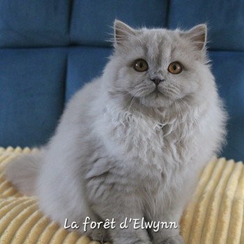 chat British Longhair lilac Zara Chatterie de la forêt d'elwynn