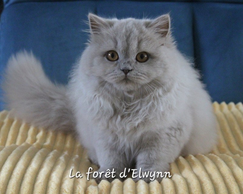 Zara Femelle British Longhair