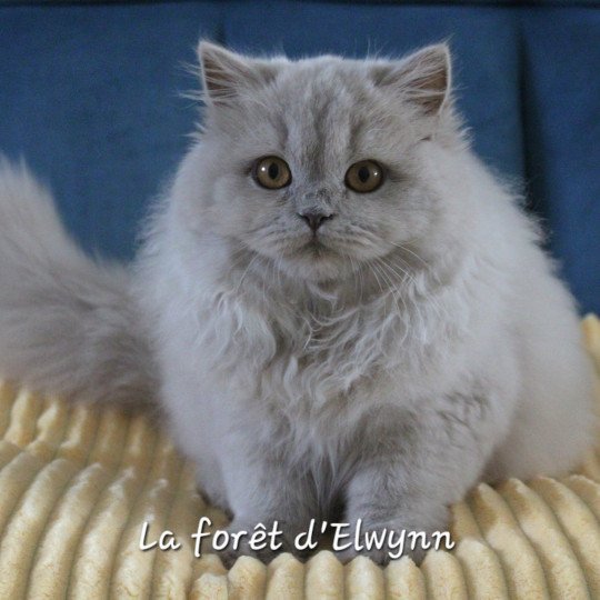 Zara Femelle British Longhair