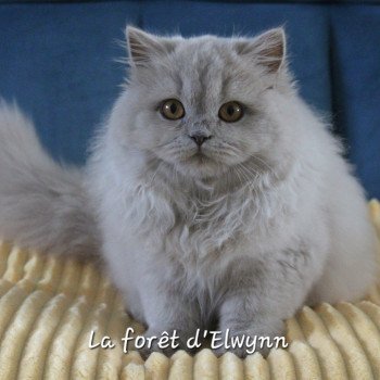 chat British Longhair lilac Zara Chatterie de la forêt d'elwynn