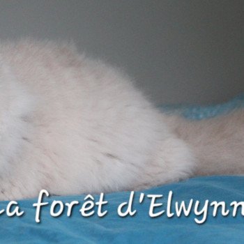 chat British Longhair lilac Zara Chatterie de la forêt d'elwynn
