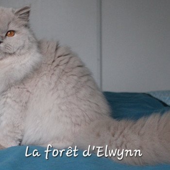 chat British Longhair lilac Zara Chatterie de la forêt d'elwynn