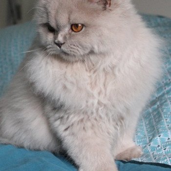 chat British Longhair lilac Zara Chatterie de la forêt d'elwynn