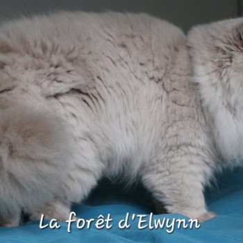 chat British Longhair lilac Zara Chatterie de la forêt d'elwynn