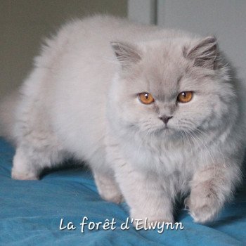 chat British Longhair lilac Zara Chatterie de la forêt d'elwynn