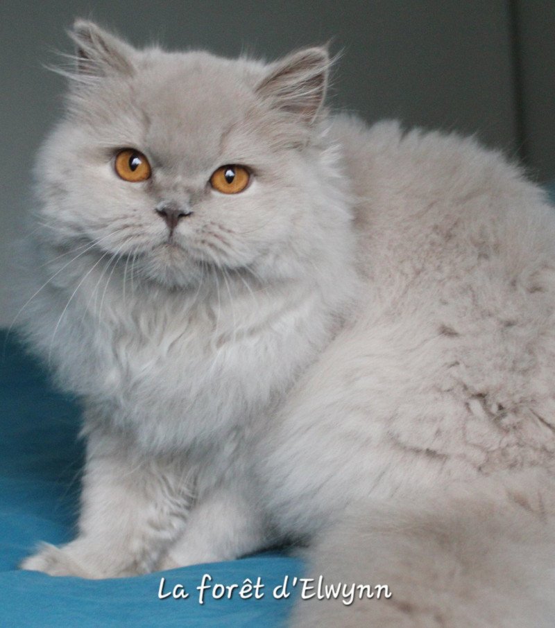 Zara Femelle British Longhair