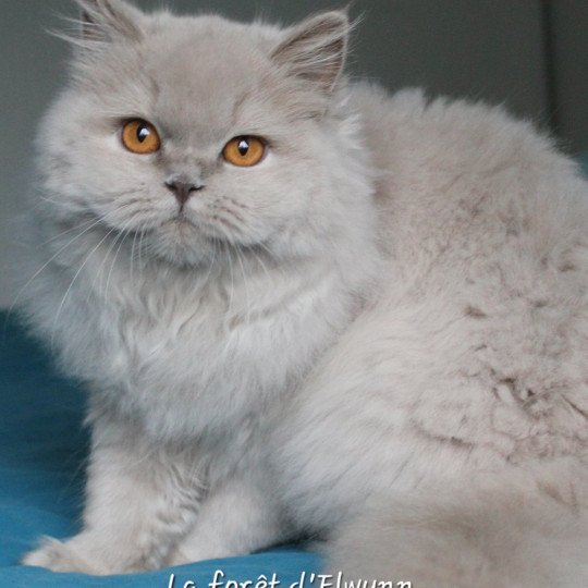 Zara Femelle British Longhair