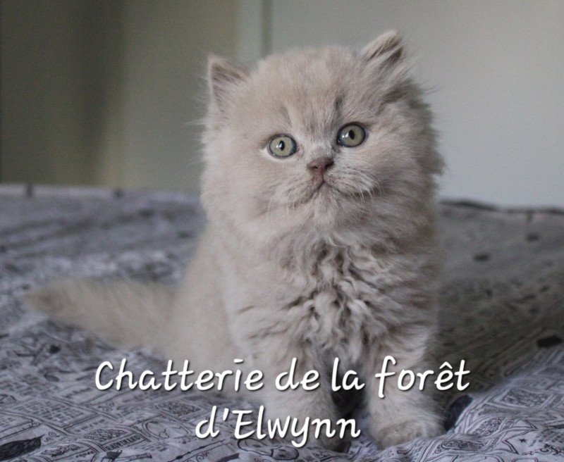 Ze nuage Mâle British Longhair
