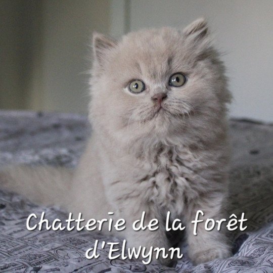 Ze nuage Mâle British Longhair