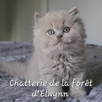 chaton British Longhair lilac Ze nuage Chatterie de la forêt d'elwynn