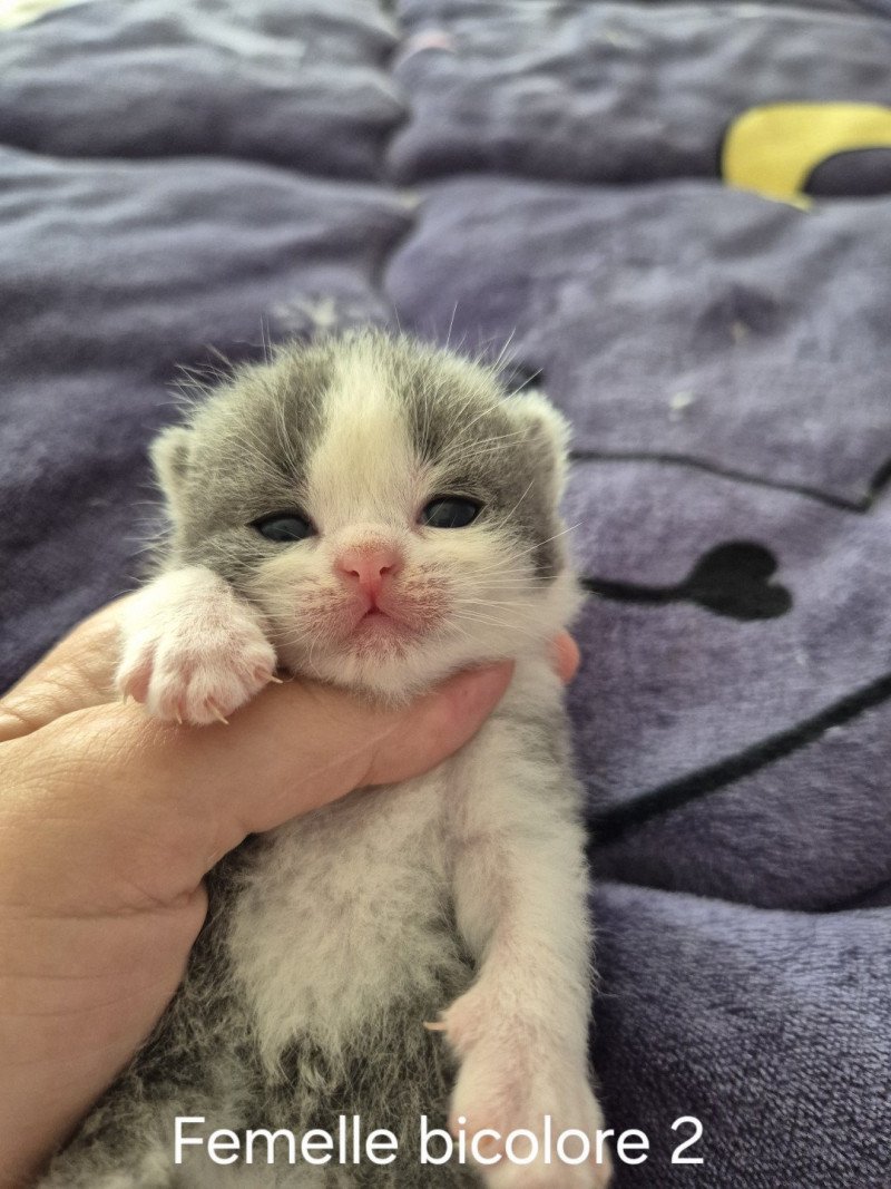 Abricotine de la forêt d'Elwynn Femelle British Shorthair