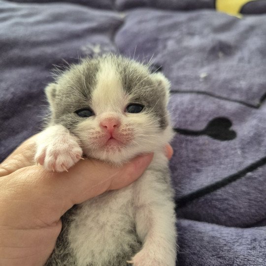Abricotine de la forêt d'Elwynn Femelle British Shorthair