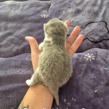chaton British Shorthair blue white Abricotine de la forêt d'Elwynn Chatterie de la forêt d'elwynn
