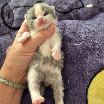 chaton British Shorthair blue white Abricotine de la forêt d'Elwynn Chatterie de la forêt d'elwynn