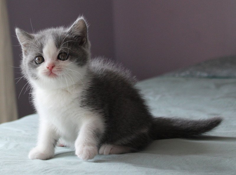 A'Nami de la forêt d'Elwynn Femelle British Shorthair