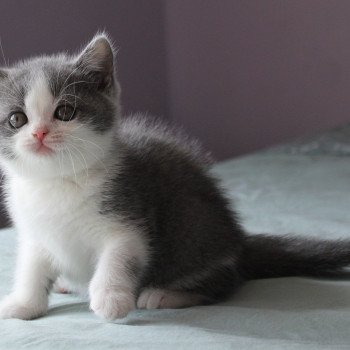 chaton British Shorthair blue white A'Nami de la forêt d'Elwynn Chatterie de la forêt d'elwynn