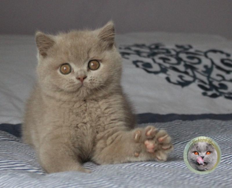 Albus Mâle British Shorthair