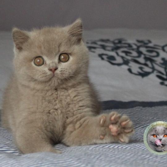 Albus Mâle British Shorthair