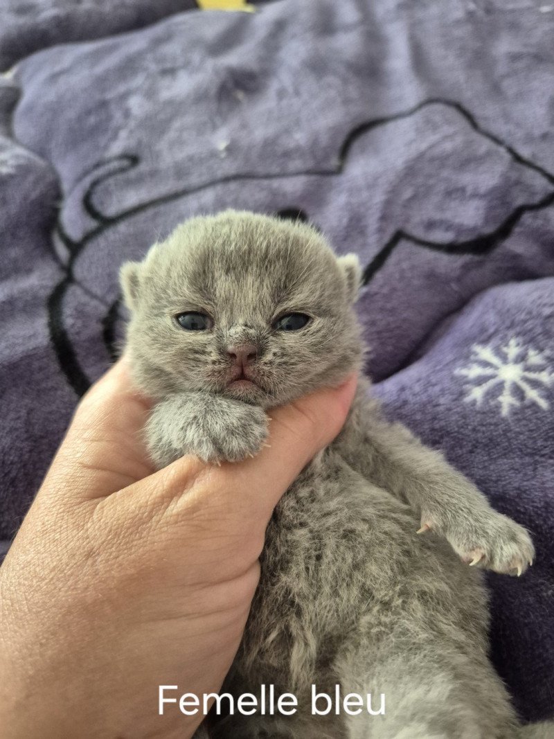 Alice de la forêt d'Elwynn Femelle British Shorthair