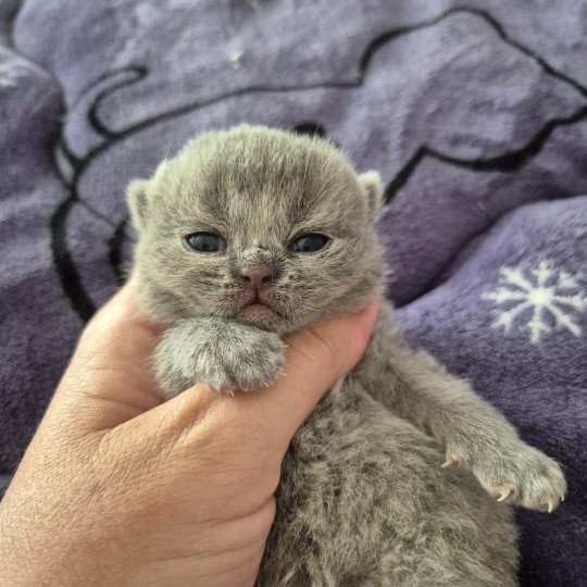 Alice de la forêt d'Elwynn Femelle British Shorthair