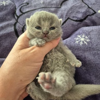 chaton British Shorthair blue Alice de la forêt d'Elwynn Chatterie de la forêt d'elwynn