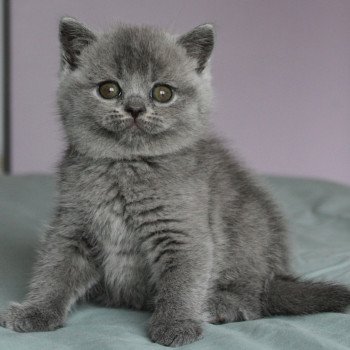 chaton British Shorthair blue Aqua de la forêt d'Elwynn Chatterie de la forêt d'elwynn
