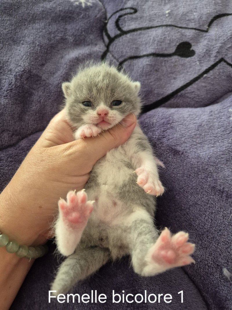 Anacrouse de la forêt d'Elwynn Femelle British Shorthair