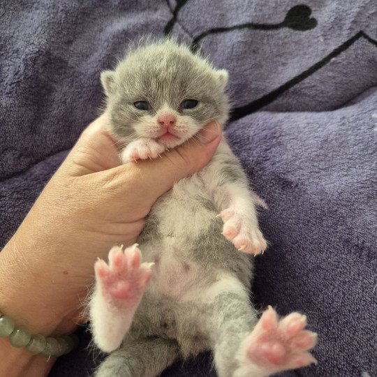 Anacrouse de la forêt d'Elwynn Femelle British Shorthair
