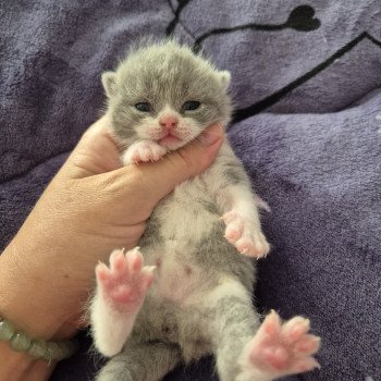 chaton British Shorthair blue white Anacrouse de la forêt d'Elwynn Chatterie de la forêt d'elwynn