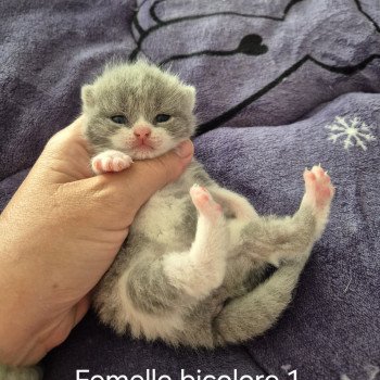 chaton British Shorthair blue white Anacrouse de la forêt d'Elwynn Chatterie de la forêt d'elwynn