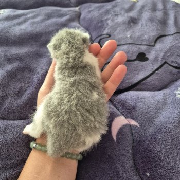 chaton British Shorthair blue white Anacrouse de la forêt d'Elwynn Chatterie de la forêt d'elwynn