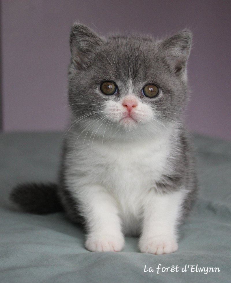 Abricotine Femelle British Shorthair