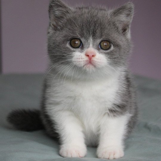 Abricotine Femelle British Shorthair