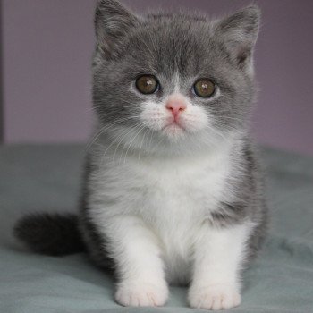 chaton British Shorthair blue white Abricotine de la forêt d'Elwynn Chatterie de la forêt d'elwynn