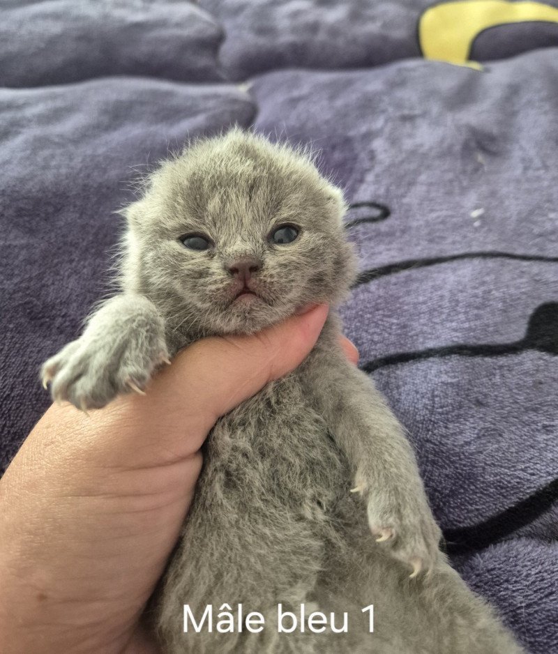 Anatole de la forêt d'Elwynn Mâle British Shorthair