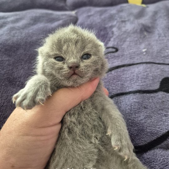 Anatole de la forêt d'Elwynn Mâle British Shorthair