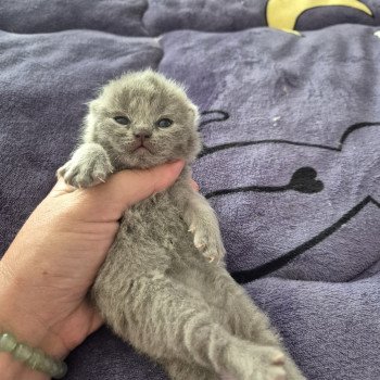 chaton British Shorthair blue Anatole de la forêt d'Elwynn Chatterie de la forêt d'elwynn