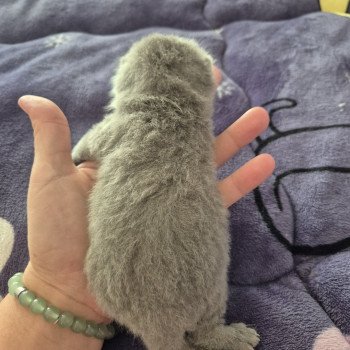 chaton British Shorthair blue Anatole de la forêt d'Elwynn Chatterie de la forêt d'elwynn