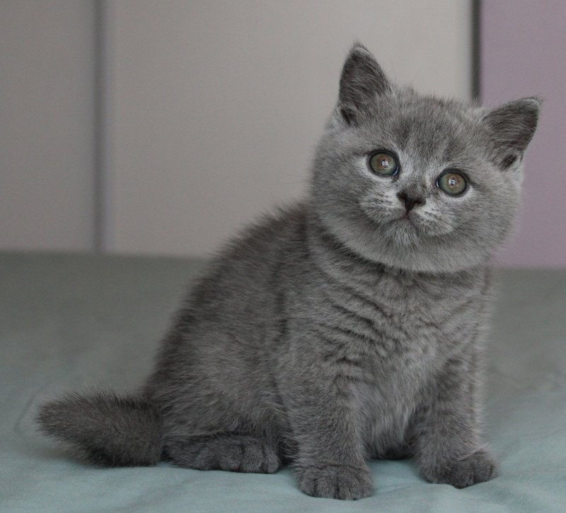 Arès de la forêt d'Elwynn Mâle British Shorthair