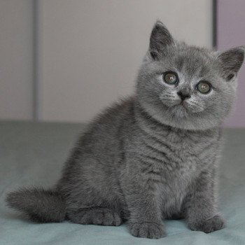 chaton British Shorthair blue Arès de la forêt d'Elwynn Chatterie de la forêt d'elwynn