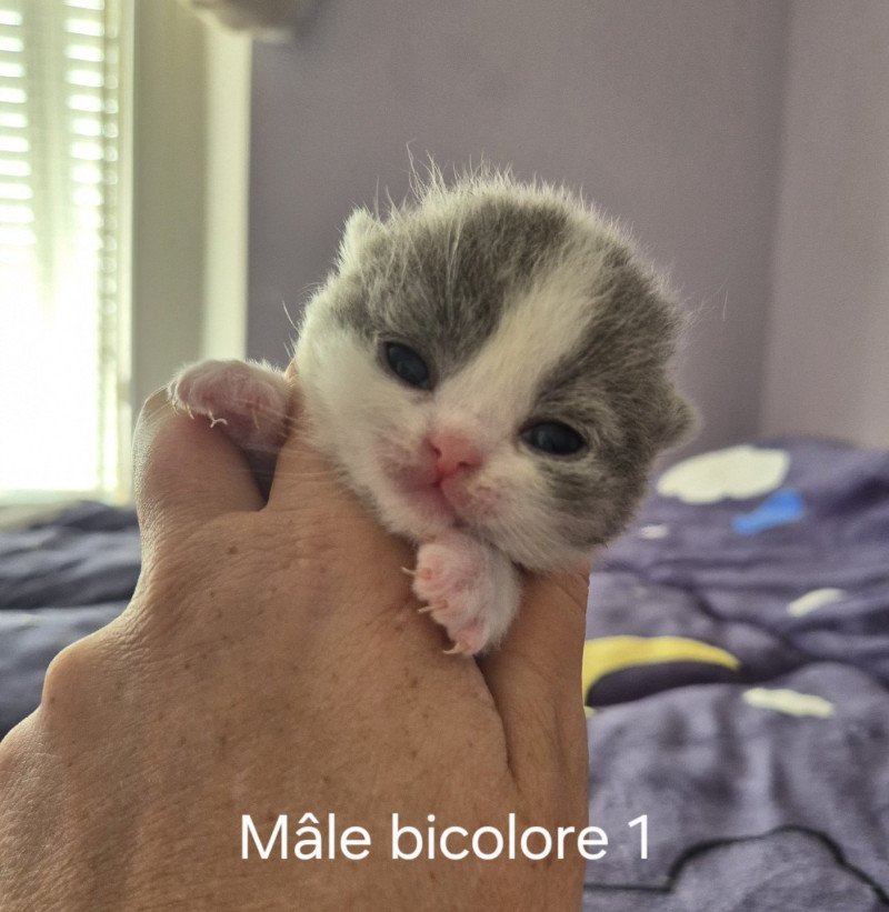 Andromède de la forêt d'Elwynn Mâle British Shorthair