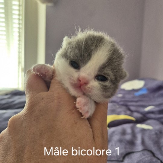 Andromède de la forêt d'Elwynn Mâle British Shorthair
