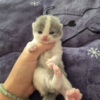 chaton British Shorthair blue white Andromède de la forêt d'Elwynn Chatterie de la forêt d'elwynn