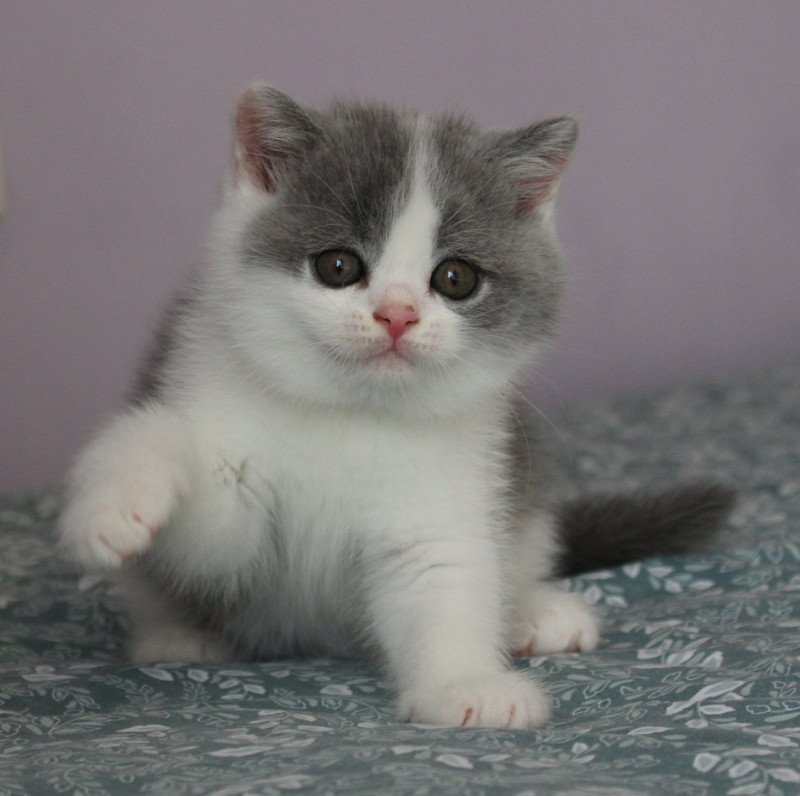Alain Georges II de la forêt d'Elwynn Mâle British Shorthair