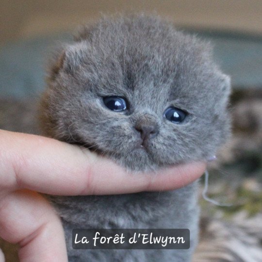 Apollon by Bruno Mâle British Shorthair